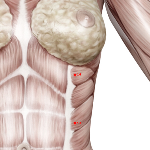 LV14 Acupuncture Point - Liver Meridian Meridian - Qi Cycle Gate - Muscular view