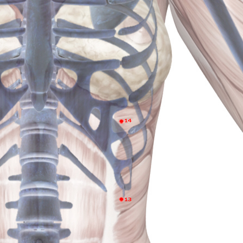 LV14 Acupuncture Point - Liver Meridian Meridian - Qi Cycle Gate - Skeletal view