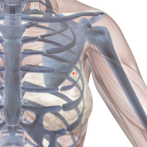 PC01 Acupuncture Point - Pericardium Meridian Meridian - Heavenly Pool - Skeletal view