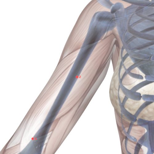 PC02 Acupuncture Point - Pericardium Meridian Meridian - Celestial Spring - Skeletal view
