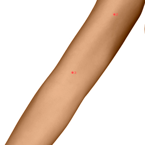 PC03 Acupuncture Point - Pericardium Meridian Meridian - Marsh At The Bend - Dermal view