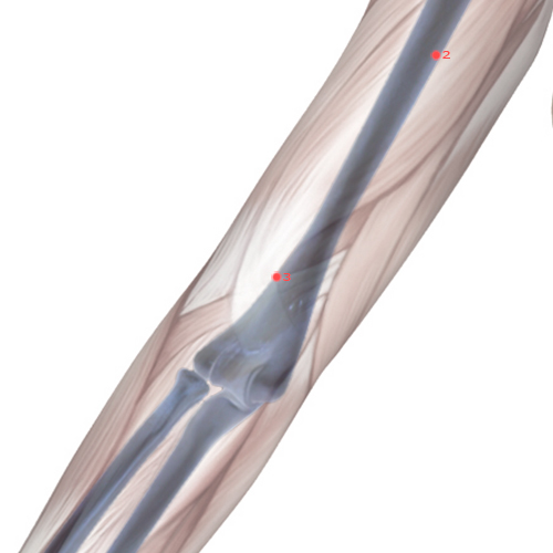 PC03 Acupuncture Point - Pericardium Meridian Meridian - Marsh At The Bend - Skeletal view