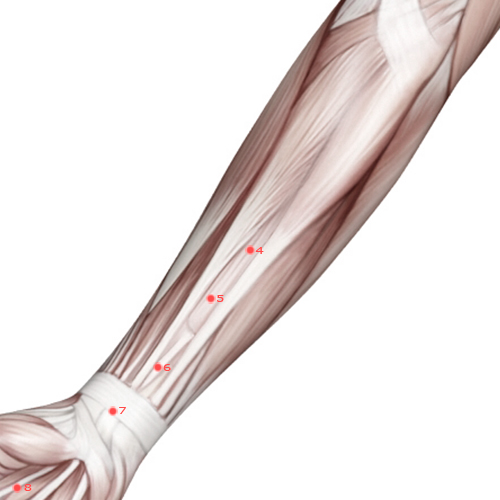 PC04 Acupuncture Point - Pericardium Meridian Meridian - Cleft Gate - Muscular view