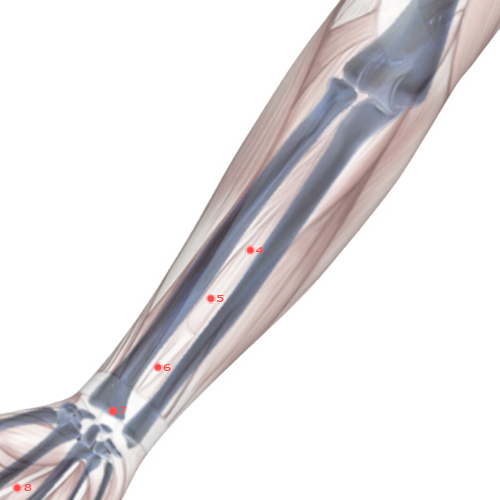 PC04 Acupuncture Point - Pericardium Meridian Meridian - Cleft Gate - Skeletal view