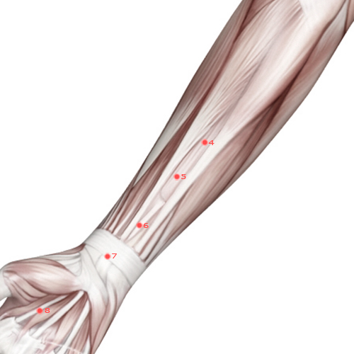 PC05 Acupuncture Point - Pericardium Meridian Meridian - Intermediary Messenger - Muscular view