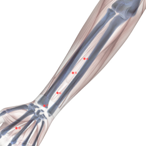 PC05 Acupuncture Point - Pericardium Meridian Meridian - Intermediary Messenger - Skeletal view