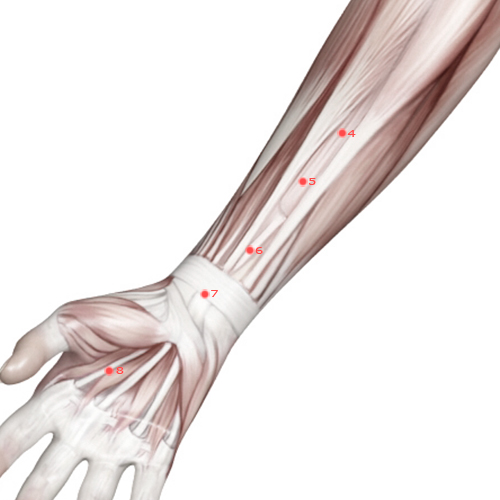 PC06 Acupuncture Point - Pericardium Meridian Meridian - Inner Gate - Muscular view