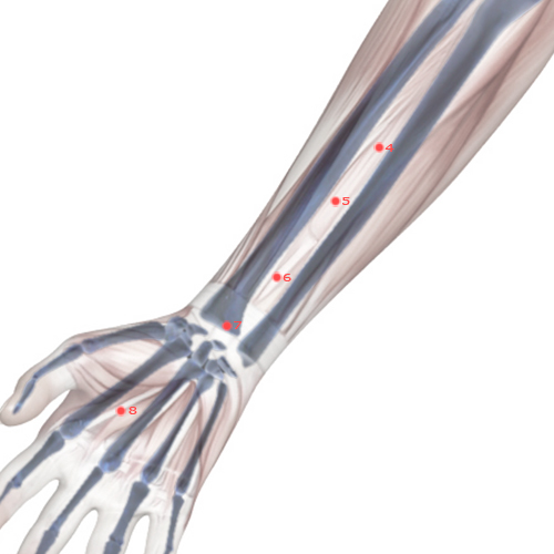 PC06 Acupuncture Point - Pericardium Meridian Meridian - Inner Gate - Skeletal view