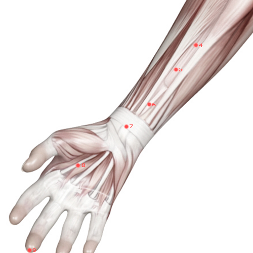 PC07 Acupuncture Point - Pericardium Meridian Meridian - Great Mound - Muscular view