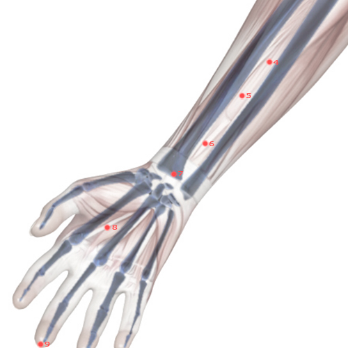 PC07 Acupuncture Point - Pericardium Meridian Meridian - Great Mound - Skeletal view