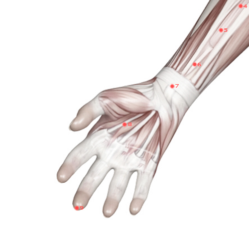 PC08 Acupuncture Point - Pericardium Meridian Meridian - Palace Of Toil - Muscular view