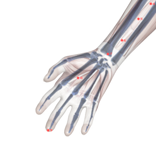PC08 Acupuncture Point - Pericardium Meridian Meridian - Palace Of Toil - Skeletal view