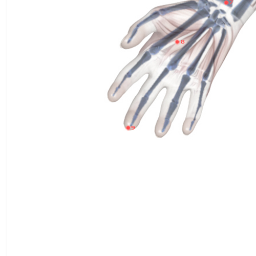 PC09 Acupuncture Point - Pericardium Meridian Meridian - Central Surge - Skeletal view