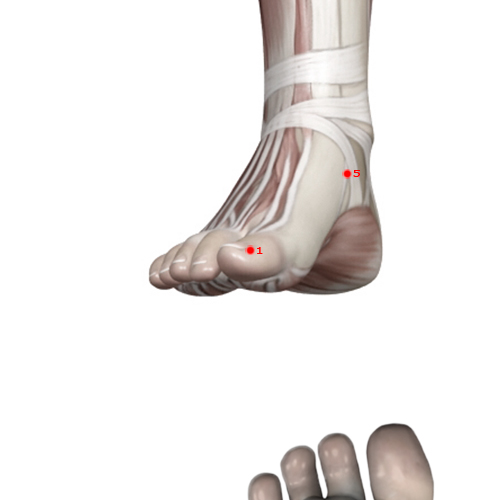 SP01 Acupuncture Point - Spleen Meridian Meridian - Hidden White - Muscular view