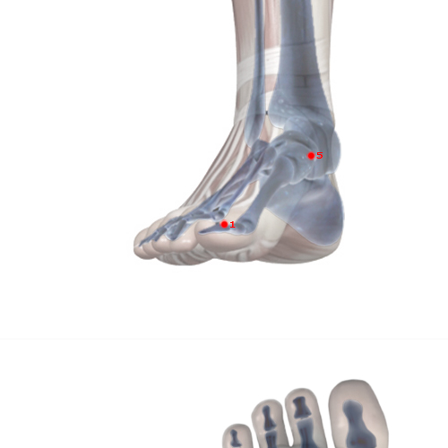 SP01 Acupuncture Point - Spleen Meridian Meridian - Hidden White - Skeletal view