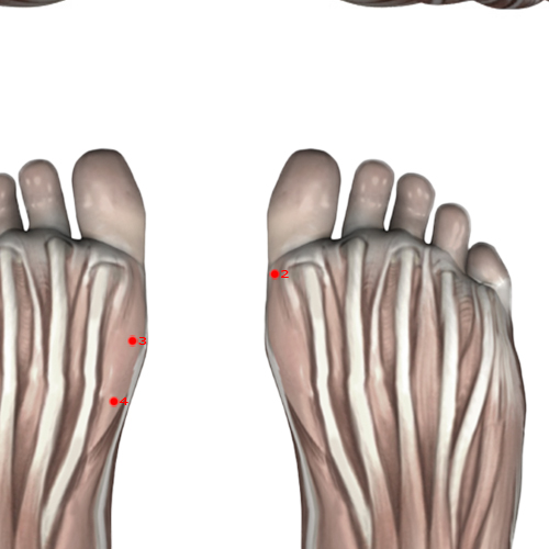 SP02 Acupuncture Point - Spleen Meridian Meridian - Great Capital - Muscular view