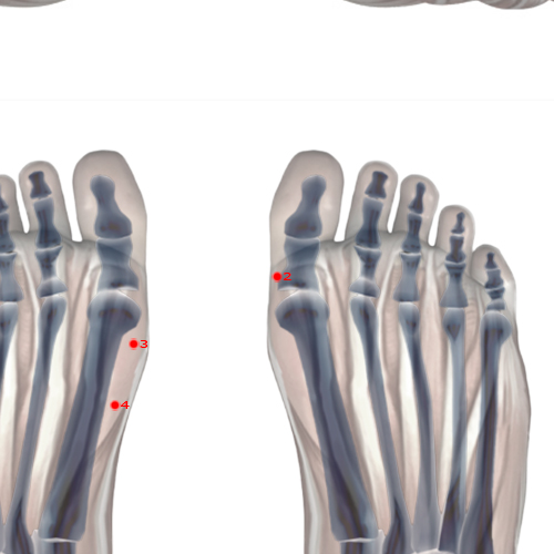 SP02 Acupuncture Point - Spleen Meridian Meridian - Great Capital - Skeletal view