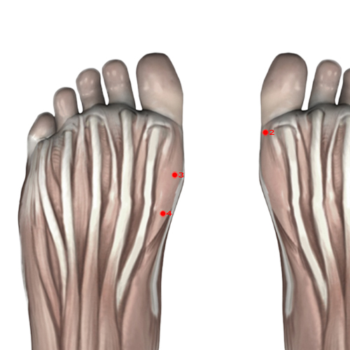 SP03 Acupuncture Point - Spleen Meridian Meridian - Great White - Muscular view