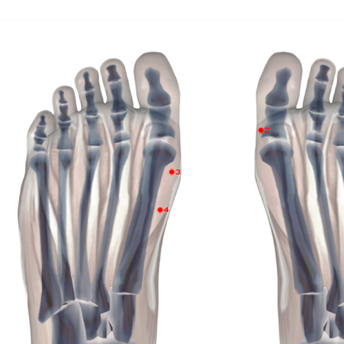 SP03 Acupuncture Point - Spleen Meridian Meridian - Great White - Skeletal view