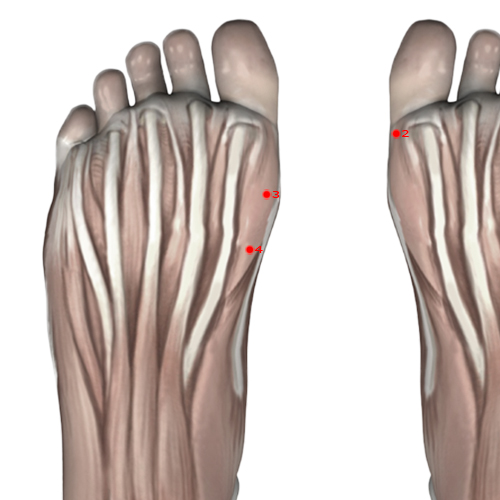 SP04 Acupuncture Point - Spleen Meridian Meridian - Grandfather Grandson - Muscular view
