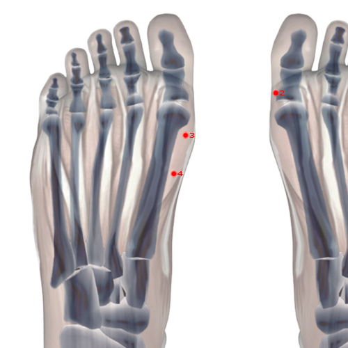 SP04 Acupuncture Point - Spleen Meridian Meridian - Grandfather Grandson - Skeletal view