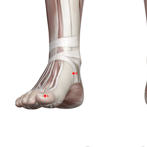 SP05 Acupuncture Point - Spleen Meridian Meridian - Metal Hill - Muscular view