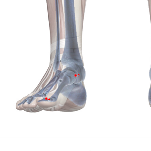 SP05 Acupuncture Point - Spleen Meridian Meridian - Metal Hill - Skeletal view