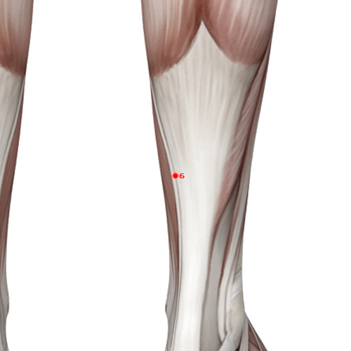 SP06 Acupuncture Point - Spleen Meridian Meridian - Three Yin Intersection - Muscular view