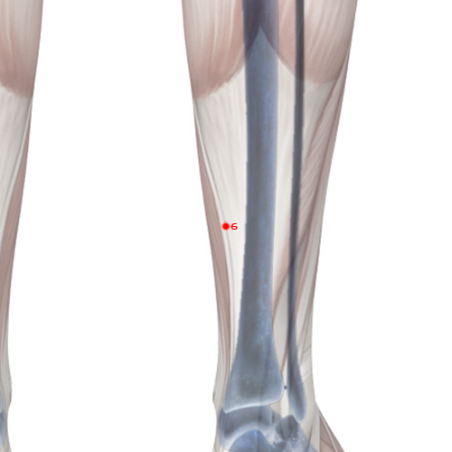 SP06 Acupuncture Point - Spleen Meridian Meridian - Three Yin Intersection - Skeletal view