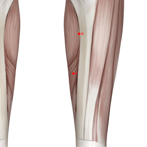 SP07 Acupuncture Point - Spleen Meridian Meridian - Leaking Valley - Muscular view