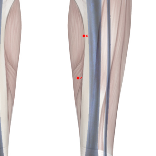 SP07 Acupuncture Point - Spleen Meridian Meridian - Leaking Valley - Skeletal view