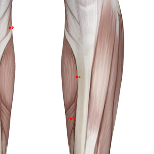 SP08 Acupuncture Point - Spleen Meridian Meridian - Earth'S Cure - Muscular view