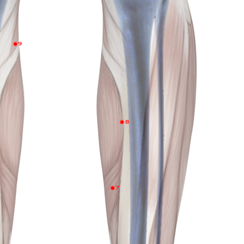 SP08 Acupuncture Point - Spleen Meridian Meridian - Earth'S Cure - Skeletal view