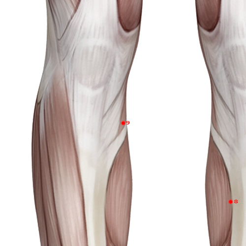 SP09 Acupuncture Point - Spleen Meridian Meridian - Yin Mound Spring - Muscular view