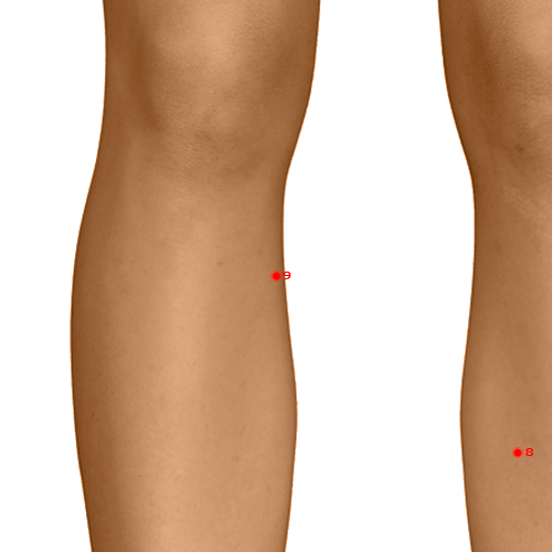 SP09 Acupuncture Point - Spleen Meridian Meridian - Yin Mound Spring - Dermal view
