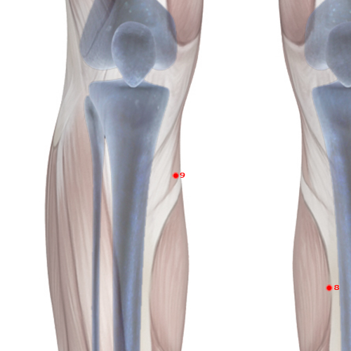 SP09 Acupuncture Point - Spleen Meridian Meridian - Yin Mound Spring - Skeletal view