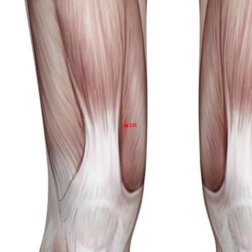 SP10 Acupuncture Point - Spleen Meridian Meridian - Sea Of Blood - Muscular view
