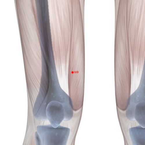 SP10 Acupuncture Point - Spleen Meridian Meridian - Sea Of Blood - Skeletal view