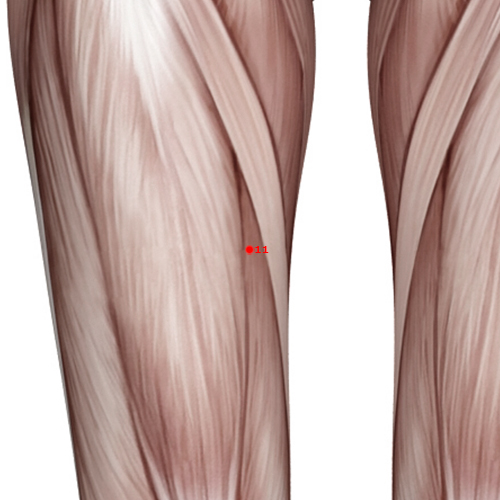 SP11 Acupuncture Point - Spleen Meridian Meridian - Winnower Gate - Muscular view