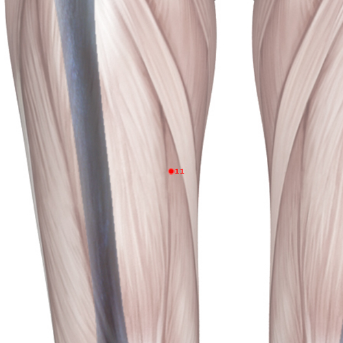 SP11 Acupuncture Point - Spleen Meridian Meridian - Winnower Gate - Skeletal view