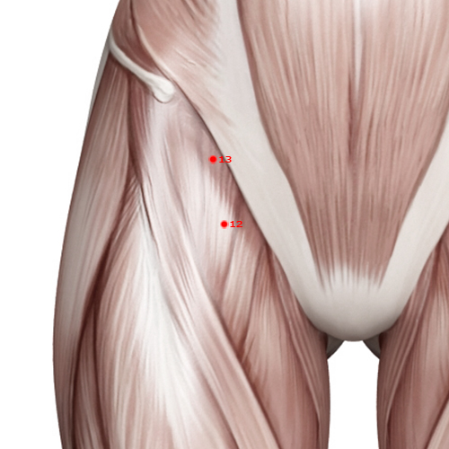 SP12 Acupuncture Point - Spleen Meridian Meridian - Surging Gate - Muscular view