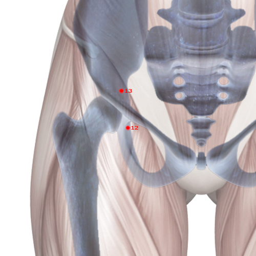SP12 Acupuncture Point - Spleen Meridian Meridian - Surging Gate - Skeletal view