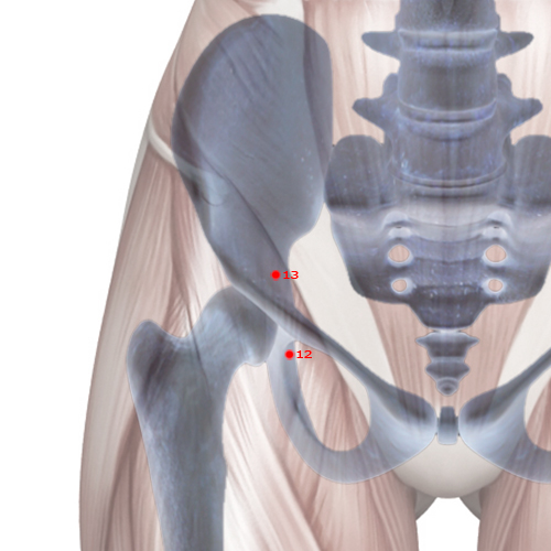 SP13 Acupuncture Point - Spleen Meridian Meridian - Bowel Abode - Skeletal view