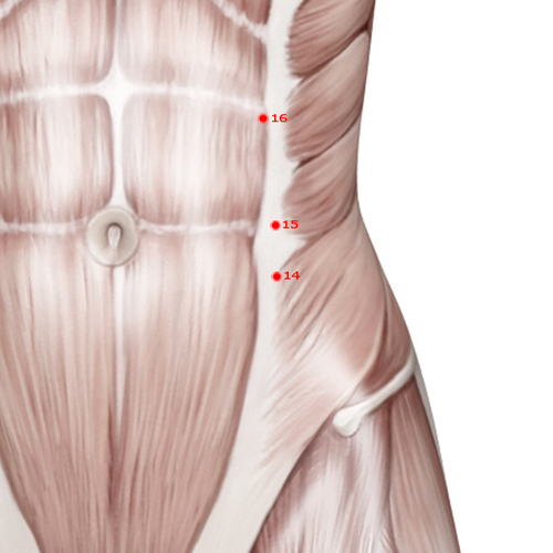 SP14 Acupuncture Point - Spleen Meridian Meridian - Abdominal Bind - Muscular view