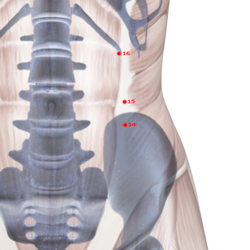 SP14 Acupuncture Point - Spleen Meridian Meridian - Abdominal Bind - Skeletal view