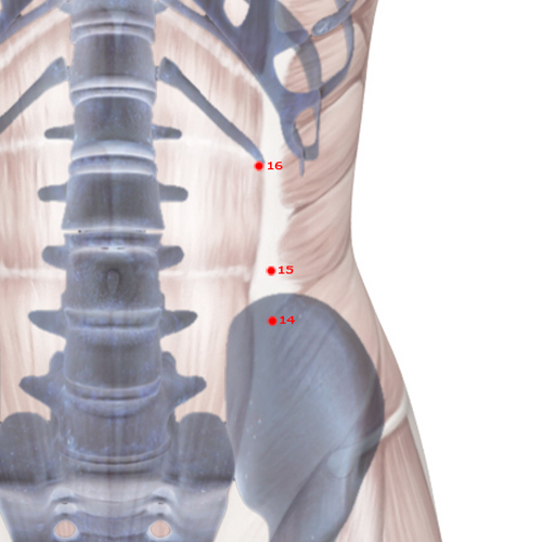 SP15 Acupuncture Point - Spleen Meridian Meridian - Great Horizontal - Skeletal view