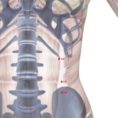 SP16 Acupuncture Point - Spleen Meridian Meridian - Abdominal Lament - Skeletal view