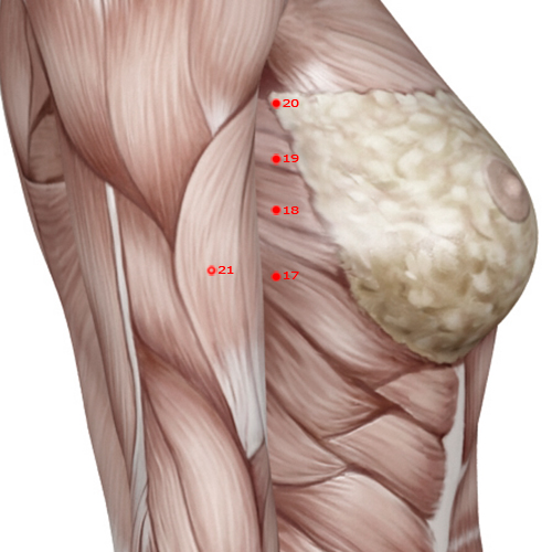 SP17 Acupuncture Point - Spleen Meridian Meridian - Food Cavity - Muscular view