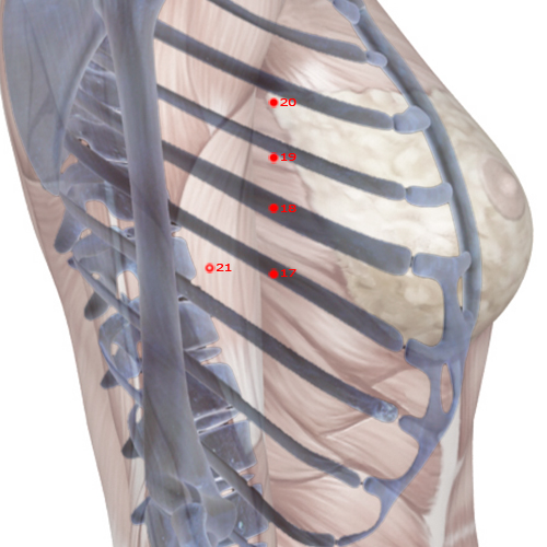 SP17 Acupuncture Point - Spleen Meridian Meridian - Food Cavity - Skeletal view