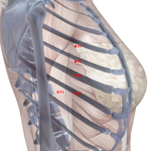 SP18 Acupuncture Point - Spleen Meridian Meridian - Celestial Cleft - Skeletal view